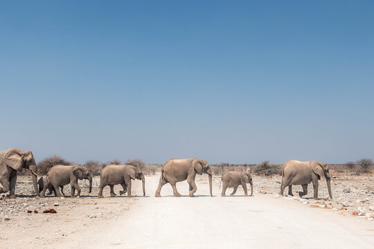 Elephant herd arriving to Klein Okevi waterhole in the afternoon, Etosha, Namibia