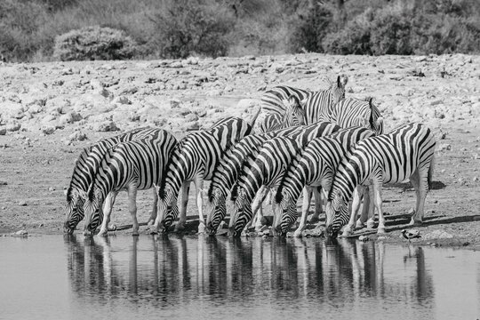 Herd of zebras drinking from a waterhole in Etosha National park, Namibia