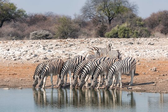 Herd of zebras drinking from a waterhole in Etosha National park, Namibia