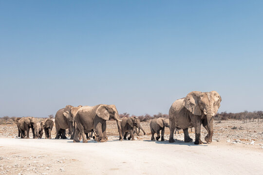 Elephant herd leaving Klein Okevi waterhole in afternoon, Etosha, Namibia