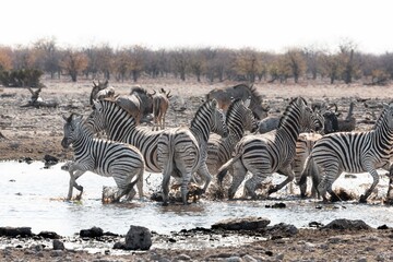 Family of Zebras being spooked by predator at the waterhole in Etosha National park, Namibia © Michal