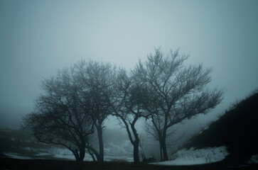 Foggy forest trees in mist atmospheric nature landscape © Danylo Ponomarov