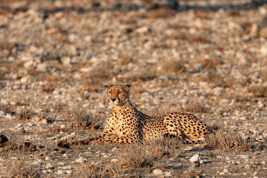 Cheetah enjoying the sunrise close to Rietfontein waterhole in Etosha National park, Namibia