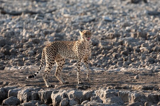 Cheetah enjoying the sunrise close to Rietfontein waterhole in Etosha National park, Namibia