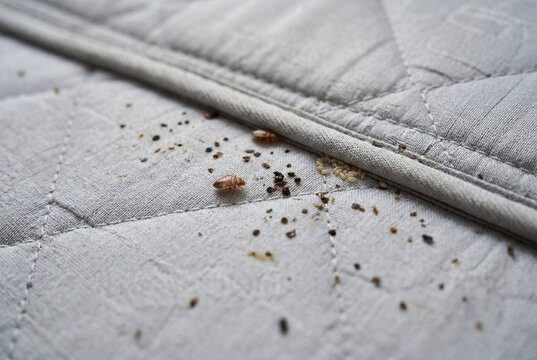 Close up of bed bugs and eggs on a quilted grey mattress