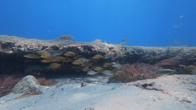 tropical fish swimming in ocean