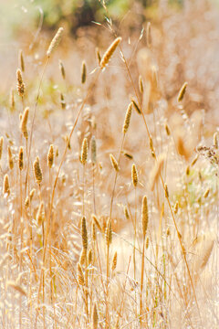 Sunlit Illuminated Ocean Grass w/Bokeh Effect in Back - Backdrop, Wallpaper, background, Border, Social Media Background, Frame-Brown, Tan, Golden
