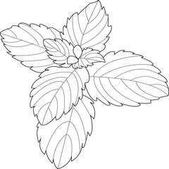 Mint leaves branch line art vector illustration. Hand drawn peppermint isolated on white. © Ольга Ломонос