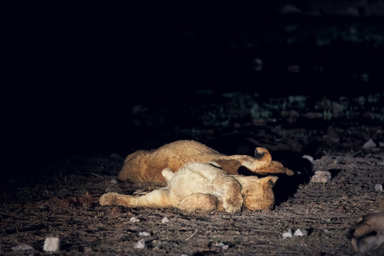 Family of lions resting next to Rietfontein waterhole during night tour from Halali camp
