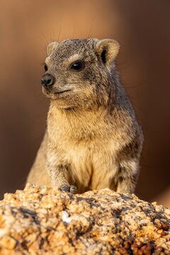 Hyrax enjoying sunset in Spitzkoppe, Namibia