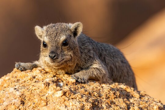 Hyrax enjoying sunset in Spitzkoppe, Namibia