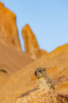 Hyrax enjoying sunset in Spitzkoppe, Namibia