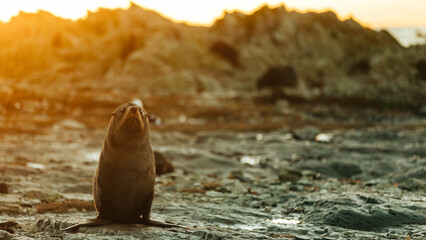 Fur seals playing on rocks and water in New Zealand © Rui