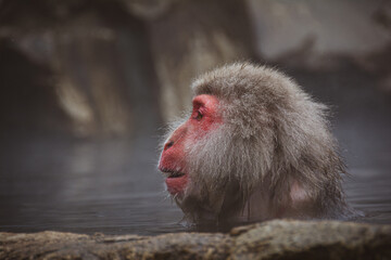 Fototapeta premium nagano monkey