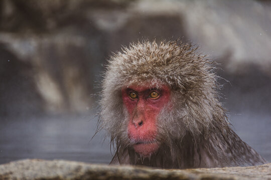 nagano monkey