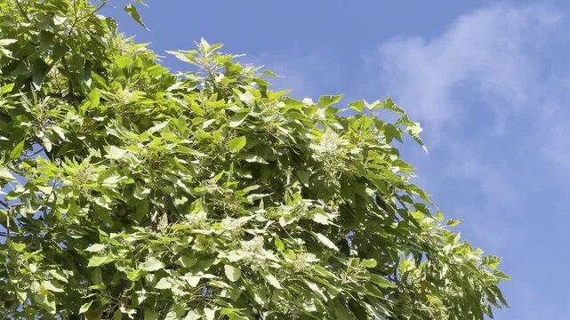 Aleurites moluccanus, candlenut, Indian walnut or, in Hawaii, kukui, is a tree in the spurge family Euphorbiaceae. Waikiki, Honolulu, Oahu, Hawaii.