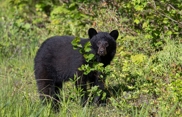 Fototapeta premium American black bear feeding on grass. 