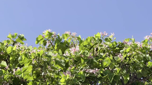 Bauhinia &times; blakeana,  Hong Kong orchid tree, is a hybrid leguminous tree of the genus Bauhinia. Waikiki, Honolulu, Oahu, Hawaii.