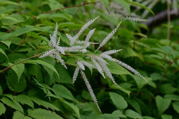 Fototapeta premium Aruncus dioicus (Bride's feathers) flowers. Rosaceae perennial. It grows in wetlands and produces numerous small, yellowish-white flowers in conical clusters during the summer.