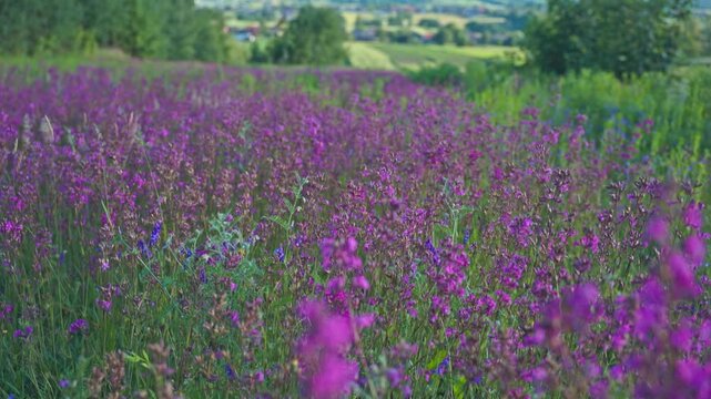 Cinematic Reveal of Wildflower Meadow in Świętokrzyskie Mountains Landscape.