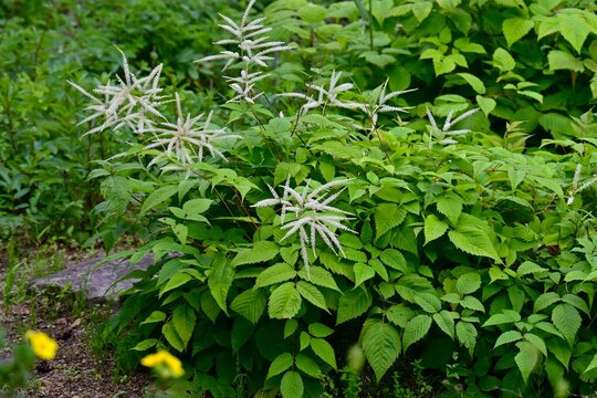 Aruncus dioicus (Bride's feathers) flowers. Rosaceae perennial. It grows in wetlands and produces numerous small, yellowish-white flowers in conical clusters during the summer.