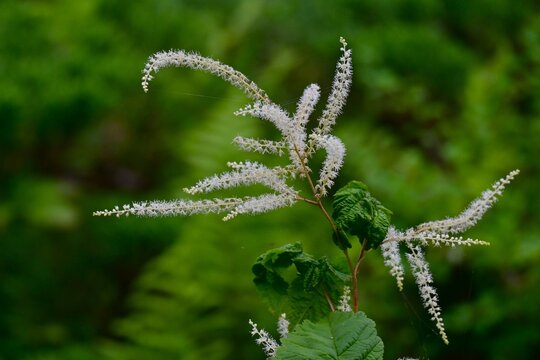 Aruncus dioicus (Bride's feathers) flowers. Rosaceae perennial. It grows in wetlands and produces numerous small, yellowish-white flowers in conical clusters during the summer.