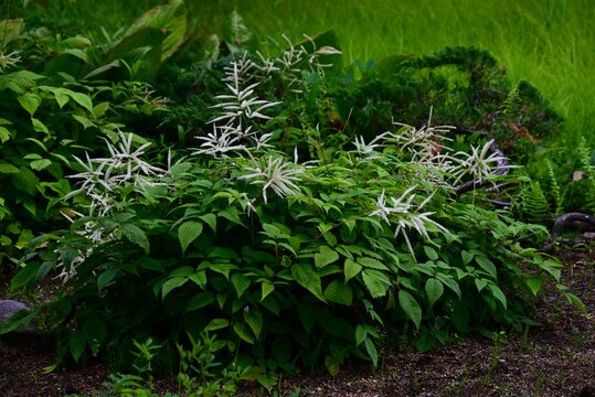 Aruncus dioicus (Bride's feathers) flowers. Rosaceae perennial. It grows in wetlands and produces numerous small, yellowish-white flowers in conical clusters during the summer.