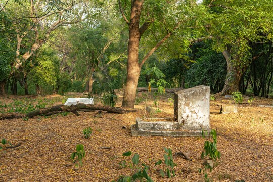 Overgrown cemetery ruins in the abandoned town of Armero.