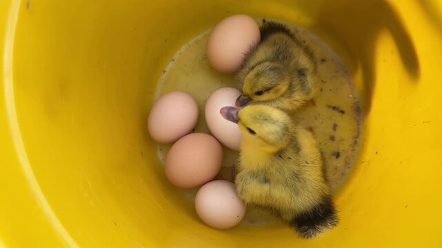 Cute yellow ducklings with eggs in a yellow bucket, poultry hatching concept