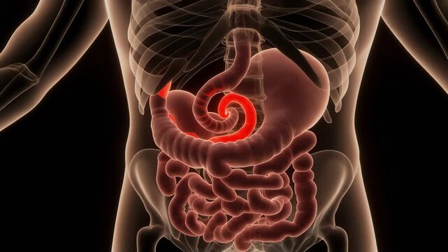 Cystic Duct Spiral Folds in Transparent Biliary Anatomy for Medical Education