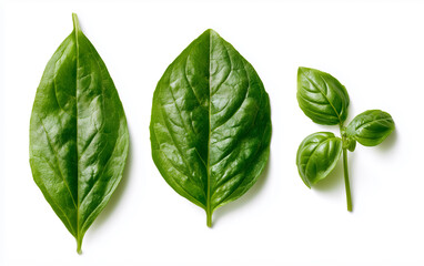 Obraz premium fresh green basil leaves isolated on white background, top view