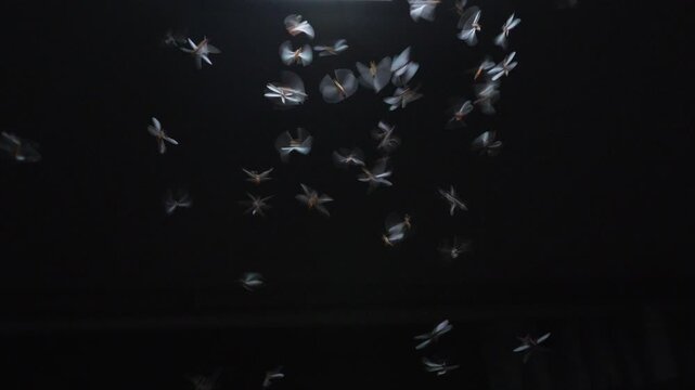A swarm of flying termites flutters chaotically during a mesmerizing nuptial flight against the pitch black background of night, creating abstract light patterns.