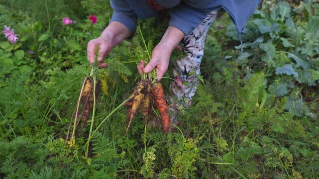 Senior woman hands harvesting fresh organic carrots from a backyard garden bed.
