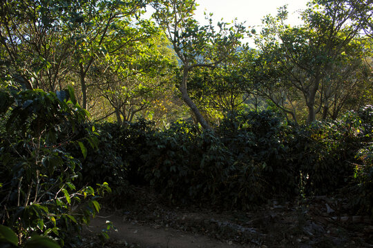 Cafetal con plantas de caf&eacute;