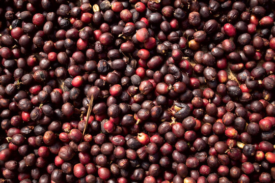 Granos de caf&eacute; en proceso de secado