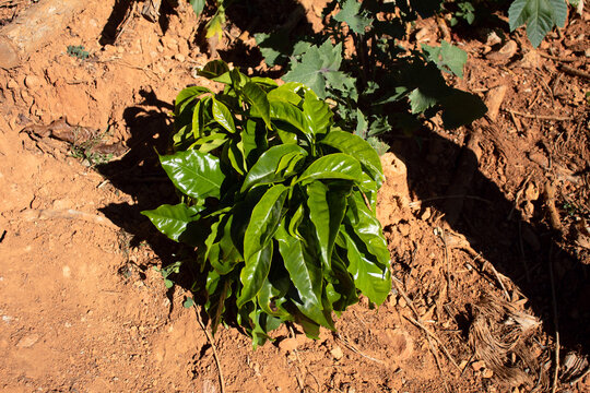 planta de caf&eacute; creciendo