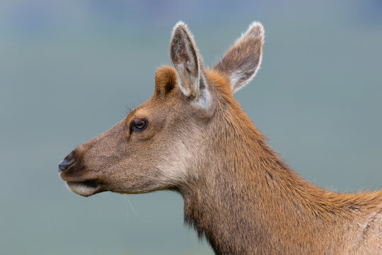 Young male Tule elk with pedicles, seen in the wild in North California