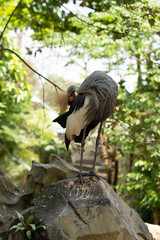 Fototapeta premium Grey crowned crane preening beautiful silky feathers while standing gracefully on mossy rock in lush green garden