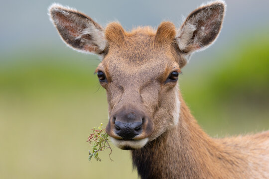 Young male Tule elk with pedicles, seen in the wild in North California