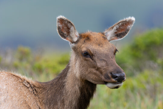 Female Tule elk, seen in the wild in North California