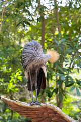 Fototapeta premium Grey crowned crane preening fluffy golden crest feathers while perching on wooden log in bright green forest