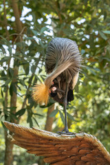 Obraz premium Flexible grey crowned crane deeply preening golden crest feathers while balancing on decorative carved wooden sculpture in zoo
