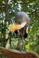 Obraz premium Magnificent grey crowned crane bending neck down showing stunning golden spiky crest while preening on carved wooden perch