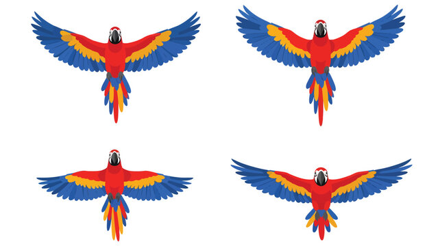 Four illustrations of a scarlet macaw parrot in flight, showing different wing positions.