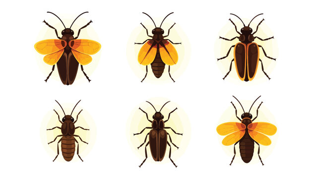 Collection of six different insect illustrations, including beetles and fireflies, displayed in a grid format.