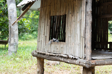 Fototapeta premium Cute ring-tailed lemur peeking lazily from window of rustic bamboo shelter house in green tropical zoo sanctuary