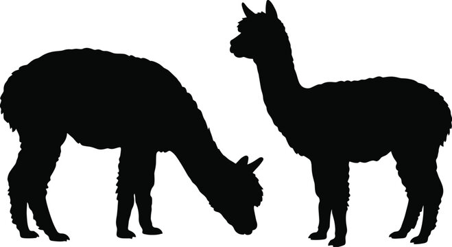 Alpaca silhouette vector isolated graphic resource for south american farm animal designs