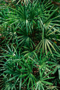 Dense tropical fan palm leaves creating stunning dark green geometric pattern texture background in lush jungle garden