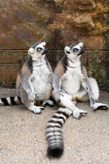 Fototapeta premium Two ring-tailed lemurs sitting upright together with vivid orange eyes and striped tail in foreground at zoo