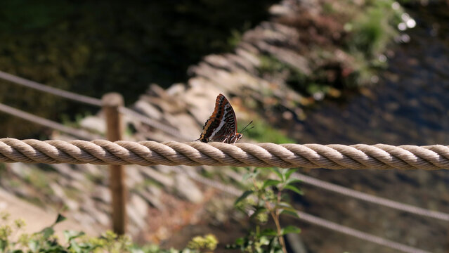 Charaxes jasius butterfly enjoying the sun by the river   